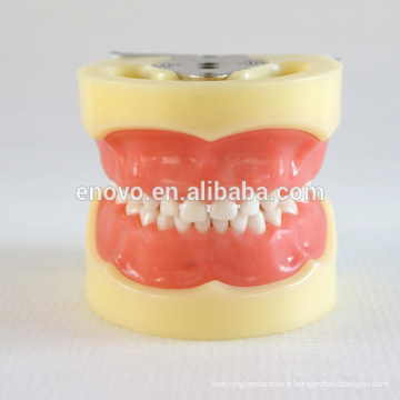 24pcs dents amovibles enfants standard modèle dentaire 13003